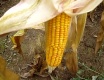 zber kukurice