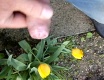 tulipánové - video č. 19639
