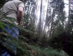 Hoňka v lese - video č. 30892