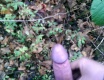V lese - video č. 49308