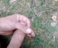 Honibrk lesní