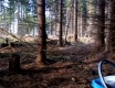 Rychlovka v lese - video č. 74075