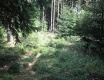 Hrátky v lese - video č. 82672