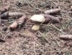 Na houbách - video č. 90100