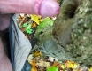 Podzimní šukání stromku , tree - video č. 94791